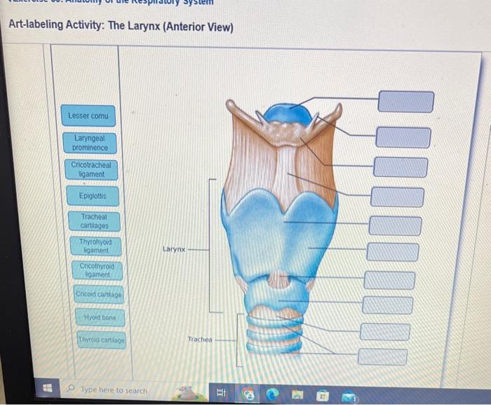 Solved Art Labeling Activity The Larynx Anterior View