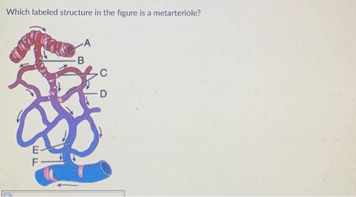 Which labeled structure in the figure is a metarteriole?