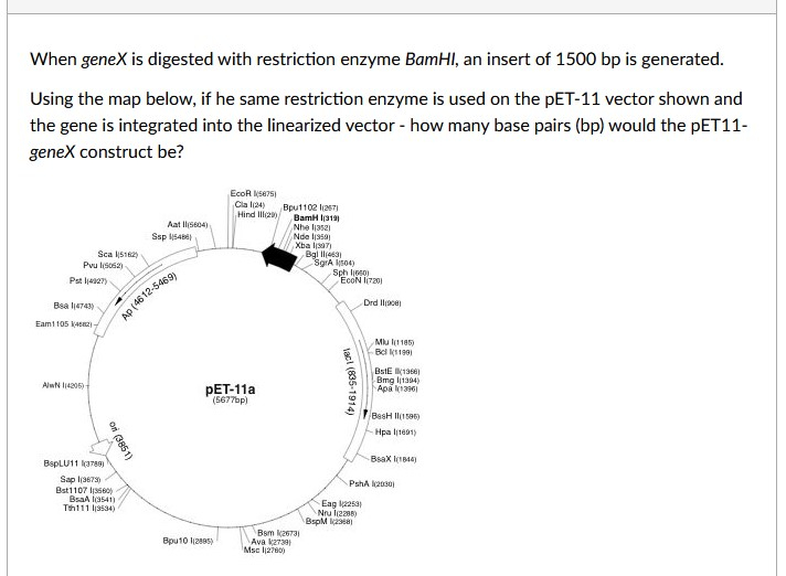 Enzyme Digested Vector Solved When geneX is digested with restriction enzyme BamHI, | Chegg.com