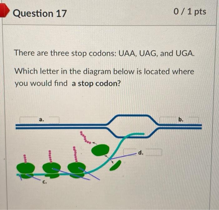 Solved Question 17 0 / 1 pts There are three stop codons: | Chegg.com