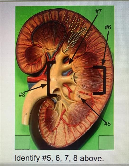 Solved #3 #2 #1 #7 #6 #8 #5 Identify #5, 6, 7, 8 above. | Chegg.com