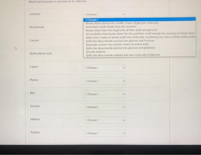 Match each enzyme or secretion to its function Amylase Bicarbonate Choose Choose Breaks down starch into smaller chains of gl
