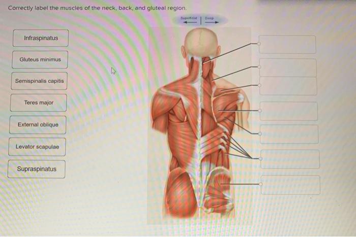 Correctly Label The Following Muscles Of The Anterior Chegg 