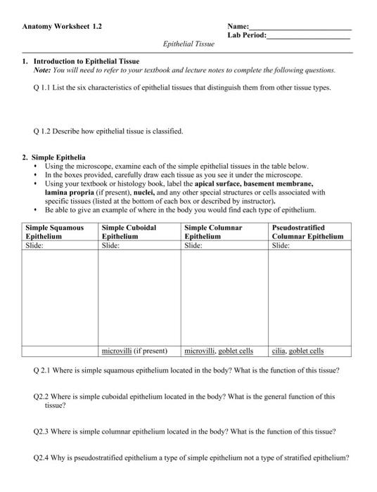 Solved Anatomy Worksheet 1 2 Name: Lab Period: Epithelial Chegg com