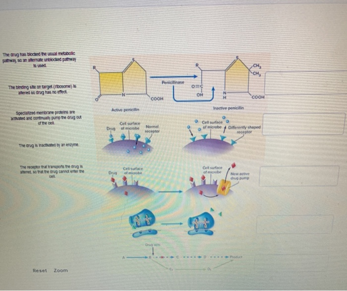Solved The drug has blocked the usual metabolic pathway so | Chegg.com