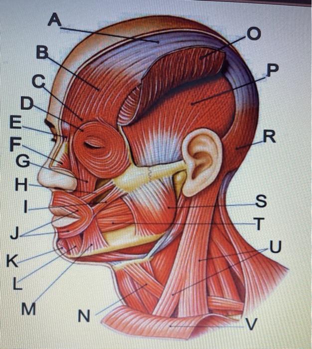 Solved O B P R WOI F G H S U K M. N O Chegg