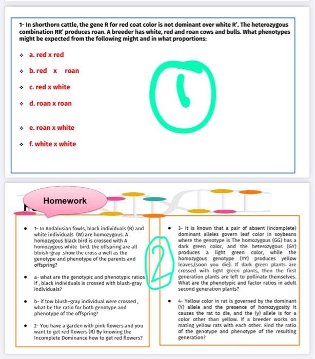 Solved 1 In shorthorn cattle, the gene R for red coat color
