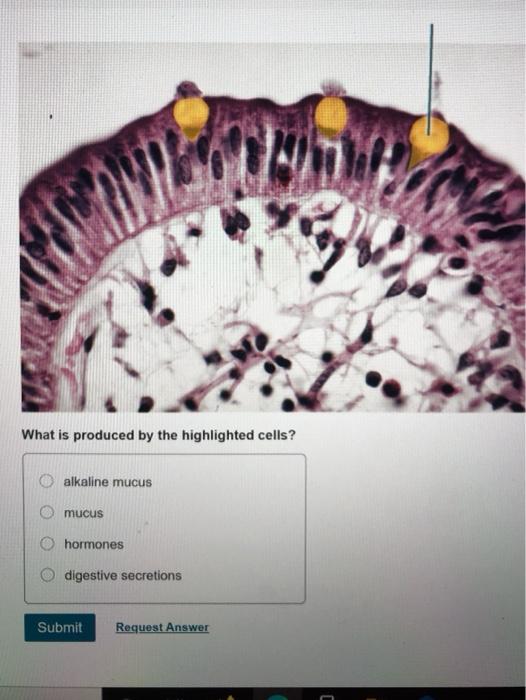 solved-what-is-produced-by-the-highlighted-cells-alkaline-chegg