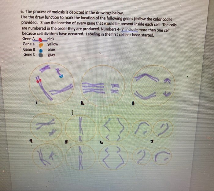 Solved 6. The process of meiosis is depicted in the drawings | Chegg.com