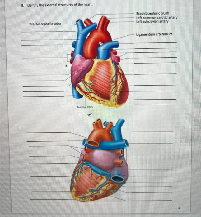 Solved B. Identify the external structures of the heart. D. | Chegg.com