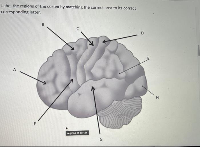 Solved Label the regions of the cortex by matching the | Chegg.com