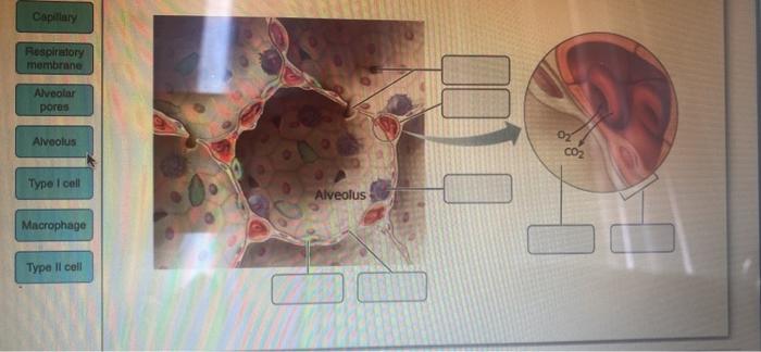 Solved Capillary Respiratory membrane Alveolar pores | Chegg.com