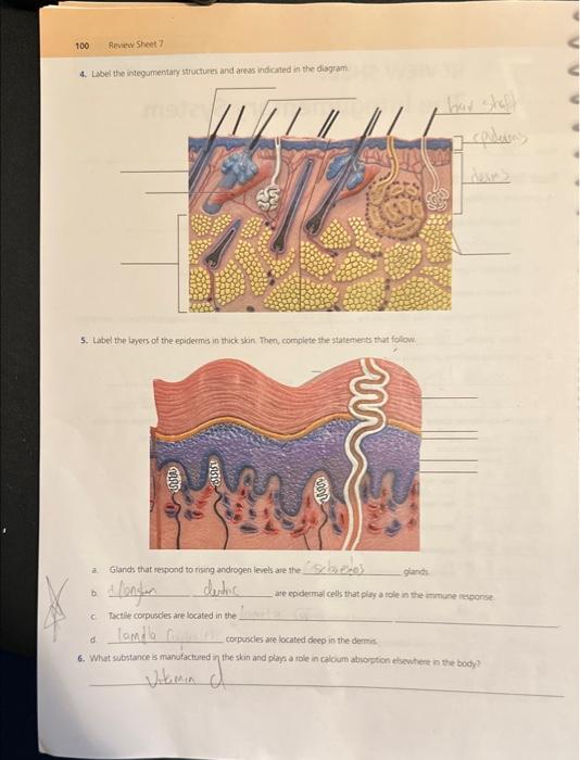 Solved 4. Labelithe integumentafy structures and areas | Chegg.com