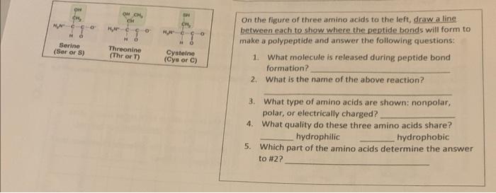 Solved Draw Two Amino Acids Linked By A Peptide Bond You Chegg Com