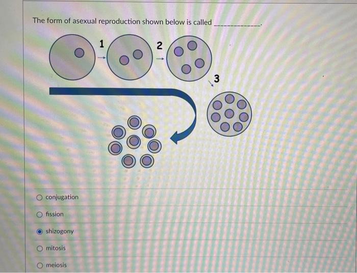 Solved The form of asexual reproduction shown below is
