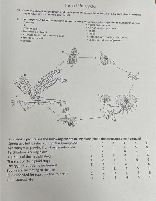 1) Color the diploid stages green and the haploid | Chegg.com