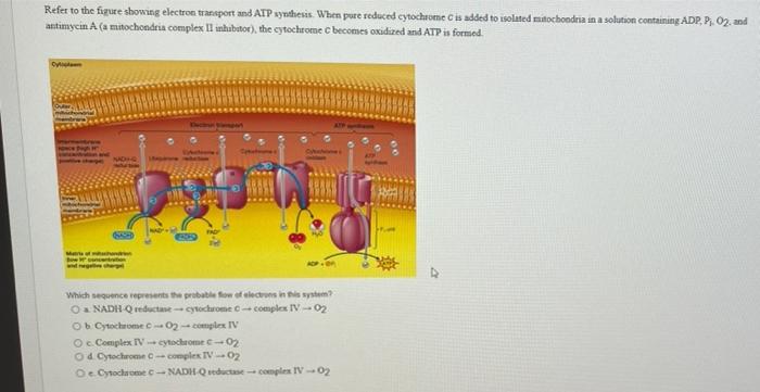 Solved Refer to the figure showing electron transport and | Chegg.com