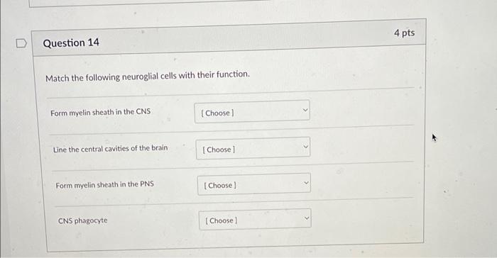 [Solved]: Match the following neuroglial cells with their f