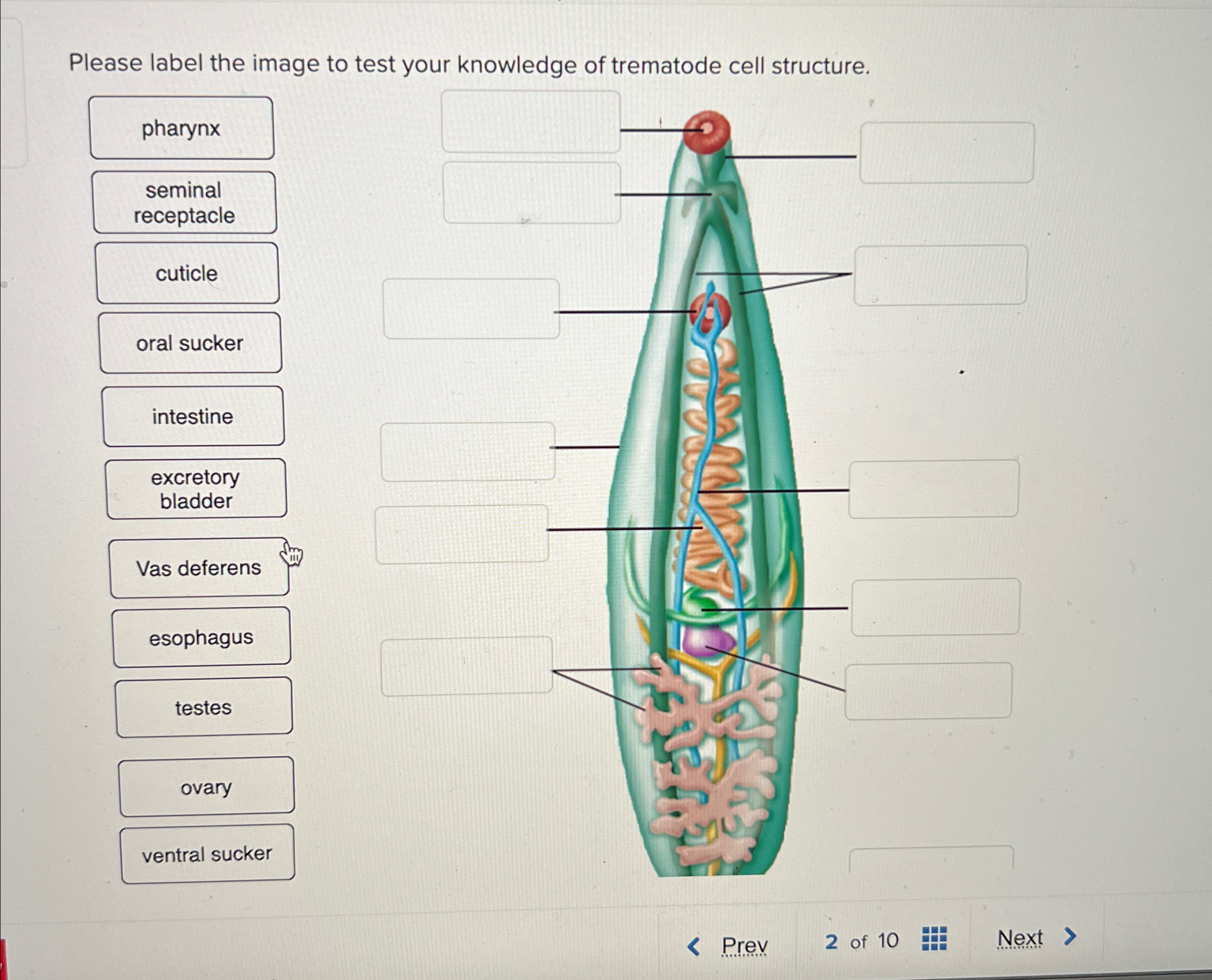 Solved Please label the image to test your knowledge of | Chegg.com