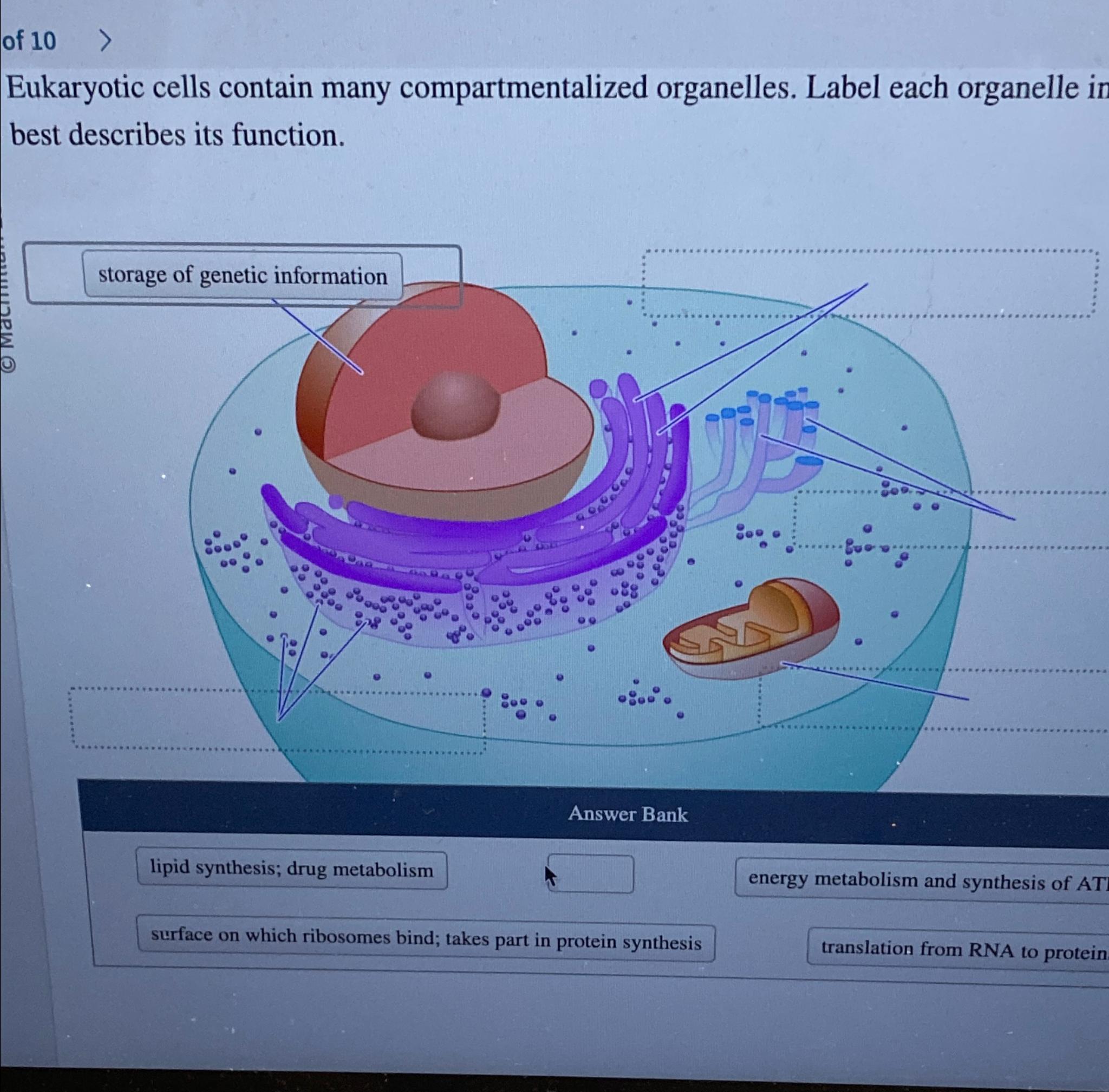 Solved of 10Eukaryotic cells contain many compartmentalized | Chegg.com