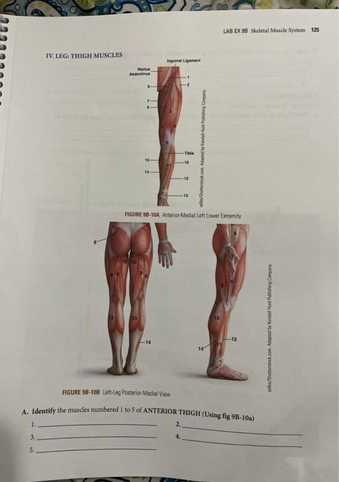 Muscles of Left Leg and Foot [FMUL_4], Author: José Content…