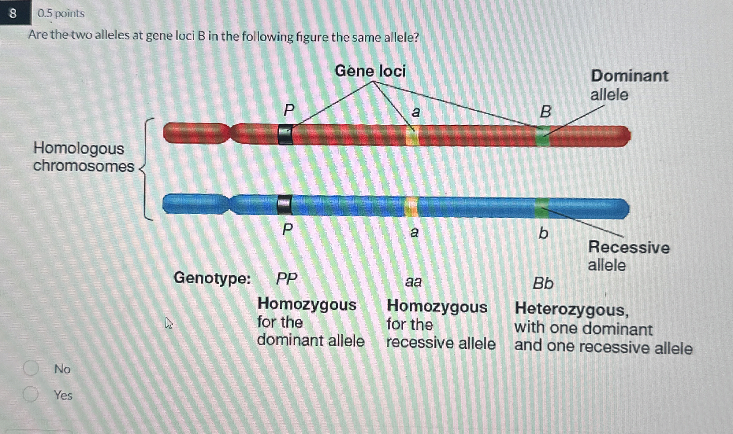 Solved 80.5 ﻿pointsAre the two alleles at gene loci B ﻿in | Chegg.com
