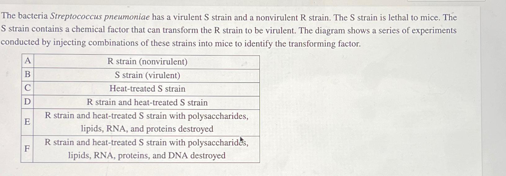 The bacteria Streptococcus pneumoniae has a virulent | Chegg.com