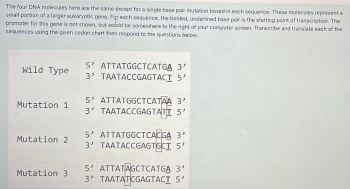 The four DNA molecules here are the same except for a single base pair mutation boxed in each sequence. These molecules repre