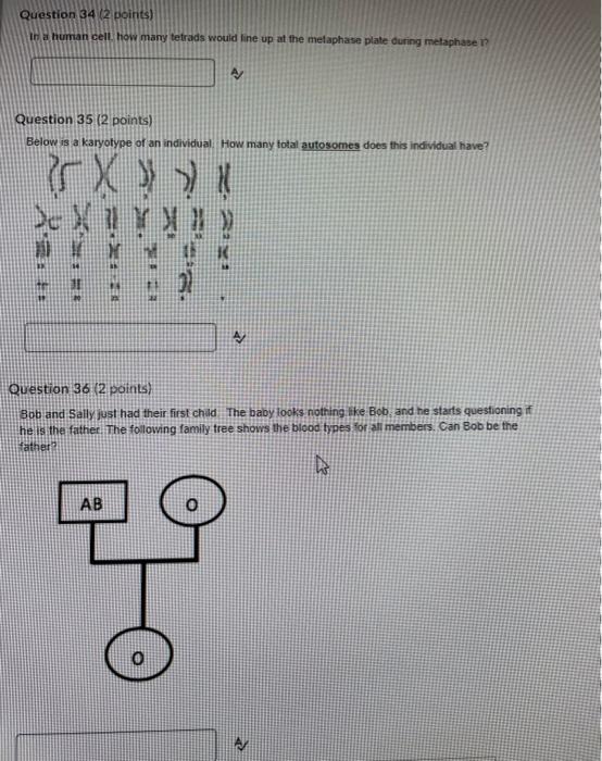 Question 342 Points In Human Cell How Many Tetrads Chegg Com