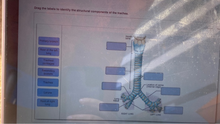 Solved: Drag The Labels To Identify The Structural Compone... | Chegg.com