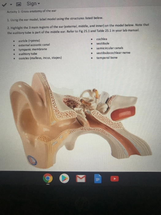 ear anatomy model labeled