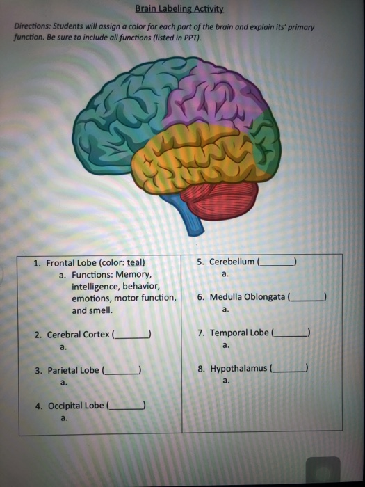 Cerebral Cortex, Definition, Function & Location - Lesson