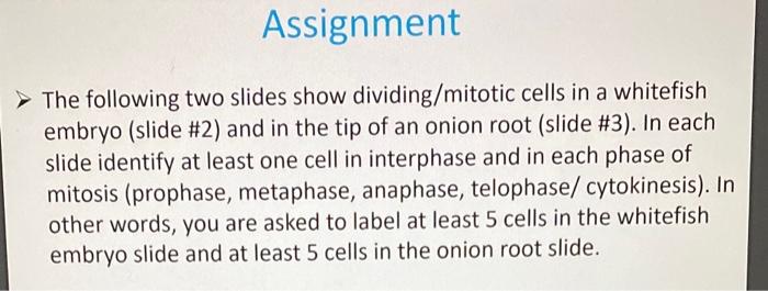 The following two slides show dividing/mitotic cells in a whitefish embryo (slide \#2) and in the tip of an onion root (slide