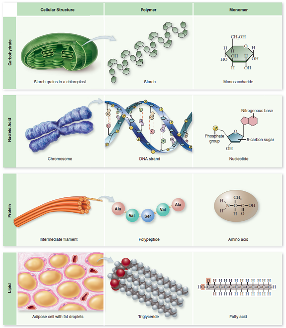 How do the four biological macromolecules differ from one