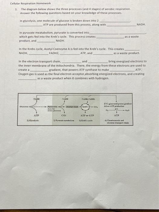 Solved 1 Cellular Respiration Homework The diagram below | Chegg.com