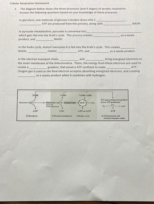 cellular respiration homework and study guide answers