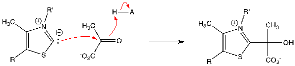 Solved: The enzyme acetolactate synthase catalyzes the thiamine di ...