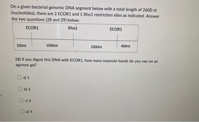 Solved On a given bacterial genomic DNA segment below with a | Chegg.com