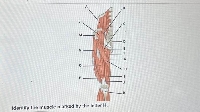Solved Identify the muscle marked by the letter G.Identify | Chegg.com