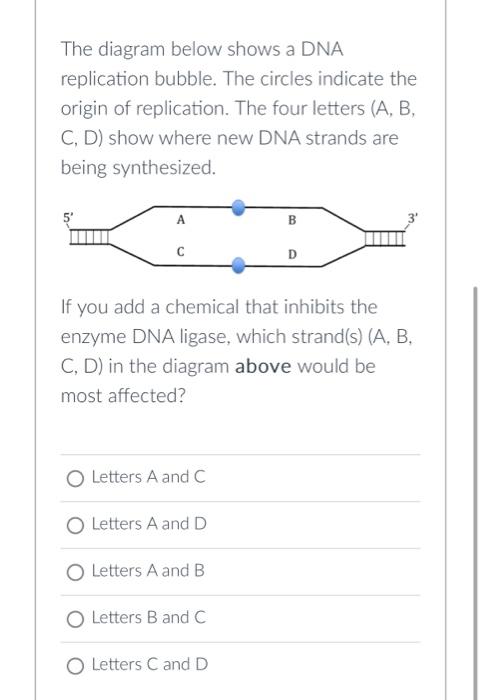 dna replication diagram worksheet