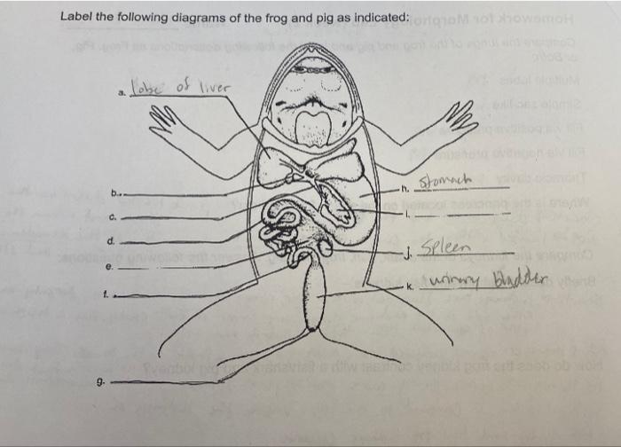 Solved Label the following diagrams of the frog and pig as | Chegg.com