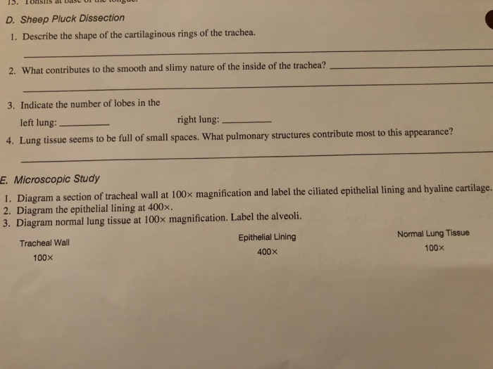 Sheep Pluck Dissection Worksheet