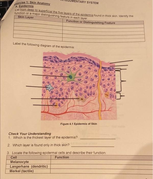 Solved IENTARY SYSTEM Exercise 1: Skin Anatomy A. Epidermis | Chegg.com