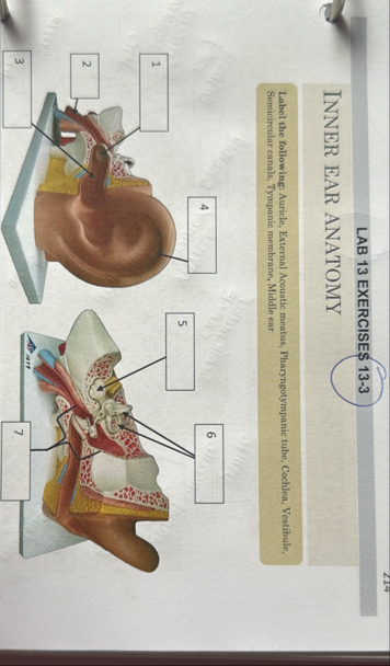 Solved LAB 13 ﻿EXERCISES 13-3INNER EAR ANATOMYLabel the | Chegg.com