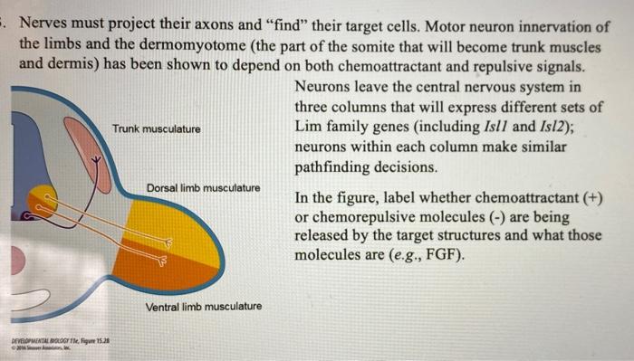 Nerves must project their axons and find their target cells. Motor neuron innervation of the limbs and the dermomyotome (th