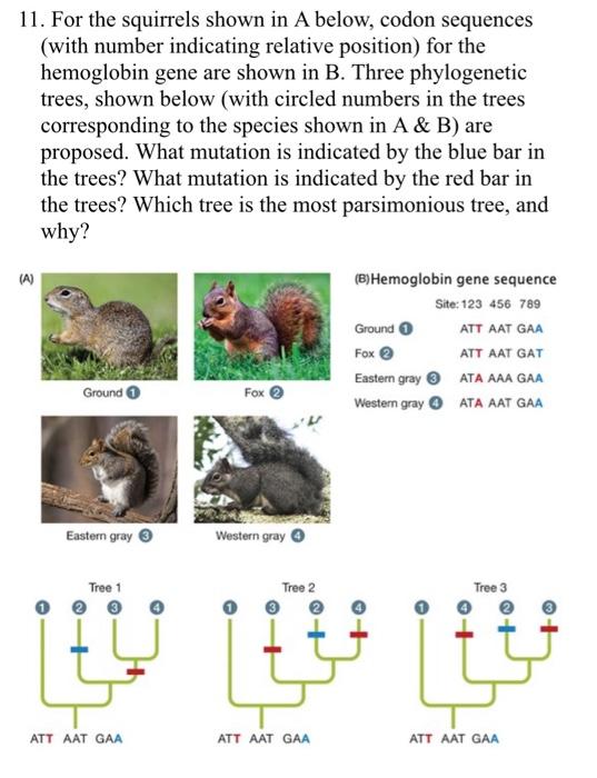 Solved 11. For the squirrels shown in A below, codon | Chegg.com