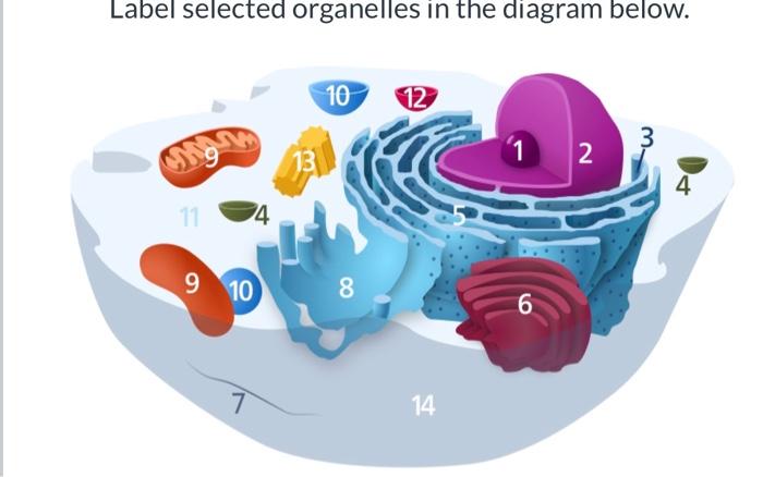 Solved Label selected organelles in the diagram below. | Chegg.com