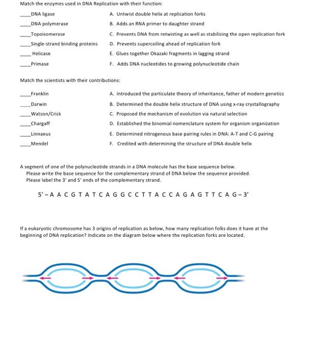 Solved Match the enzymes used in DNA Replication with their