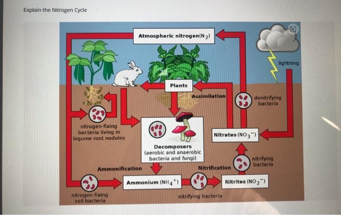 Solved Explain the Nitrogen Cycle | Chegg.com