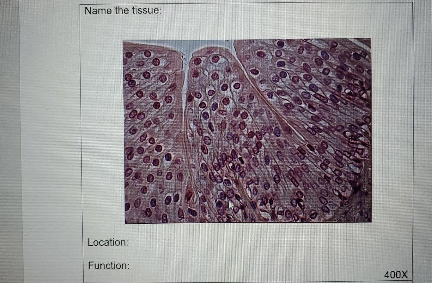 Solved Name the tissue: Location: Function: 400X | Chegg.com